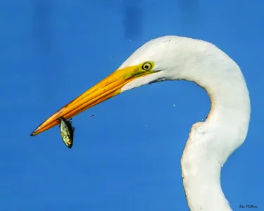 Fishing for dinner